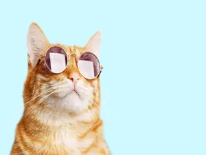 Who is a Dutch cat's favorite actor?