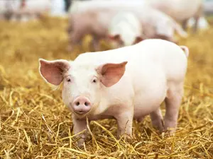 Who is a pig's favorite Star Wars® character?
