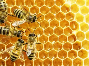 Who is the bees' favorite singer?