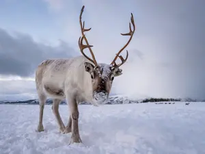 Who is the fastest reindeer?