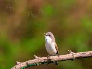 What is the most popular 70s band among birds?