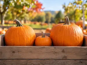 Who rules over all pumpkins?