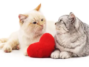 Why are cats so good at finding dates?