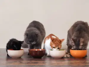 Why are cats terrible at telling stories?