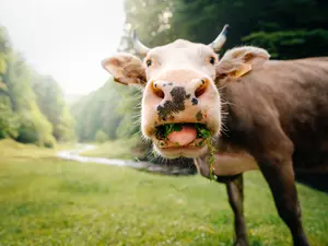 Why are cows bad at telling jokes?