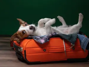 Why are dogs allowed on airplanes?