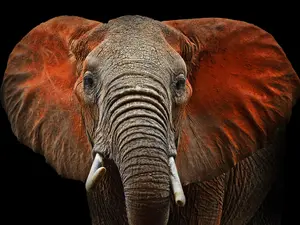 Why are elephants so wrinkled?