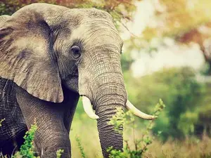 Why are elephants wiser than chickens?