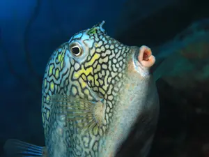 Why are fish terrible at giving speeches?