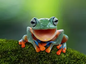 Why are frogs always happy?