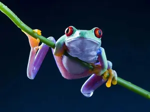 Why are frogs always so happy?