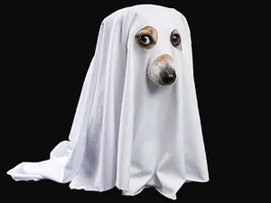 Why are ghosts such bad liars?