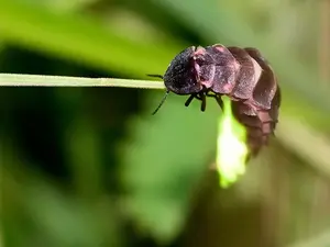 Why are glow worms good to carry in your bag?
