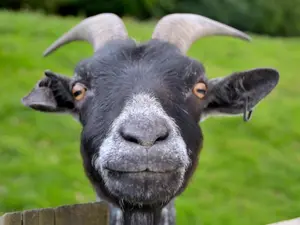 Why are goats so funny?