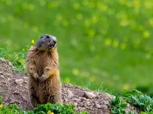 Why are groundhogs so grouchy?