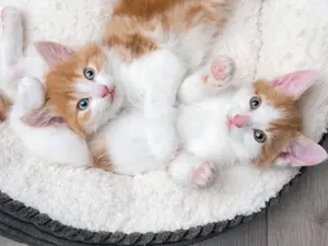 Why are kitten siblings always fighting?