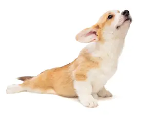 Why are puppies so flexible?