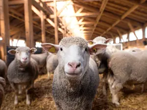 Why are sheep always so warm in winter?