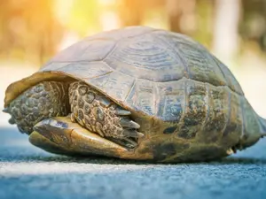 Why are turtles so shy?