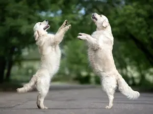 Why aren't dogs good at dancing?