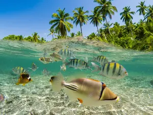 Why aren't fish able to go on summer vacation?