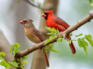 Why can birds afford a house in this economy?