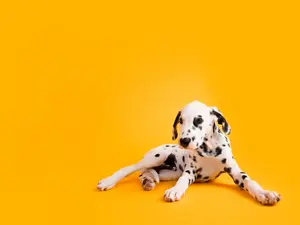 Why can't Dalmatians play hide and seek?
