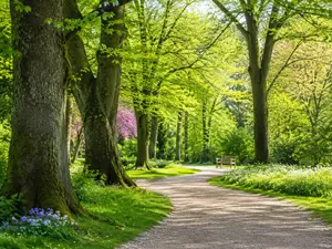 Why can't you trust trees?