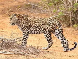 Why couldn't the leopard play hide and seek?