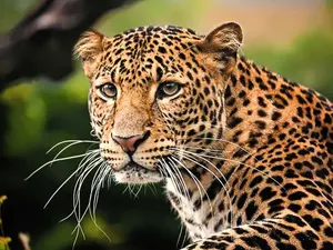 Why couldn't the leopard hide?