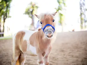 Why couldn't the pony speak at the convention?