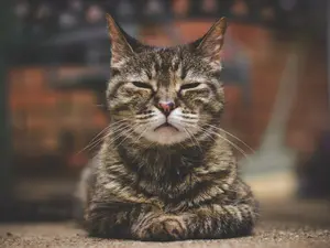 Why couldn't the senior feline see anymore?