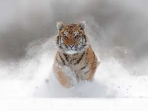 Why couldn't the tiger run any faster in the race?