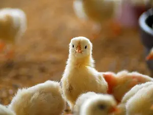 Why did Beethoven give away his chickens?