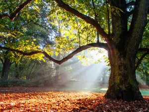 Why did no one laugh at the oak tree?