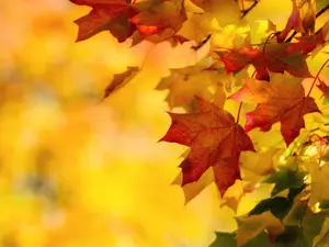Why did summer catch autumn?