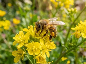 Why did the bee get promoted?
