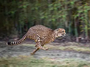 Why did the big cat get disqualified from the Olympics®?