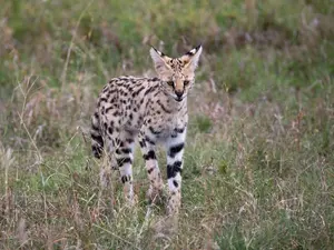 Why did the big cat marry someone so much younger than her?