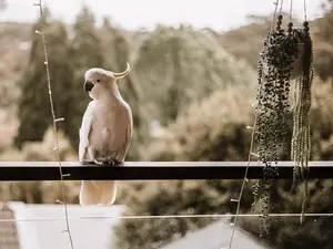 Why did the bird always get approached by suitors?