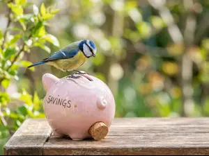 Why did the bird open a savings account?