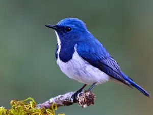 Why did the bird sell so much at the flea market?