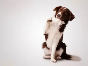 Why did the border collie get a raise?