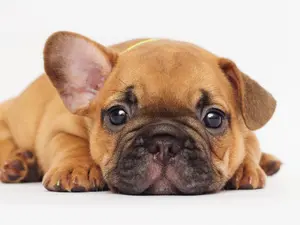 Why did the bulldog have an accent?