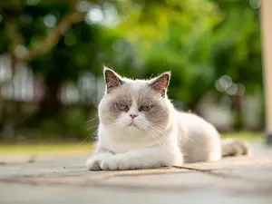 Why did the cat frown when she passed the hen house?