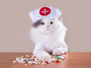 Why did the cat go to medical school?