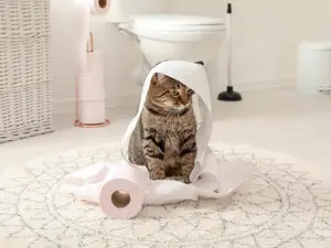 Why did the cat go to the bathroom in the trash can?