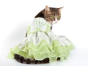 Why did the cat put on a cocktail dress?