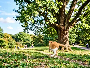 Why did the cat run from the tree?