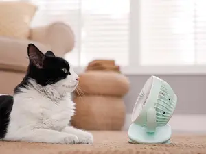 Why did the cat sleep with a fan on?